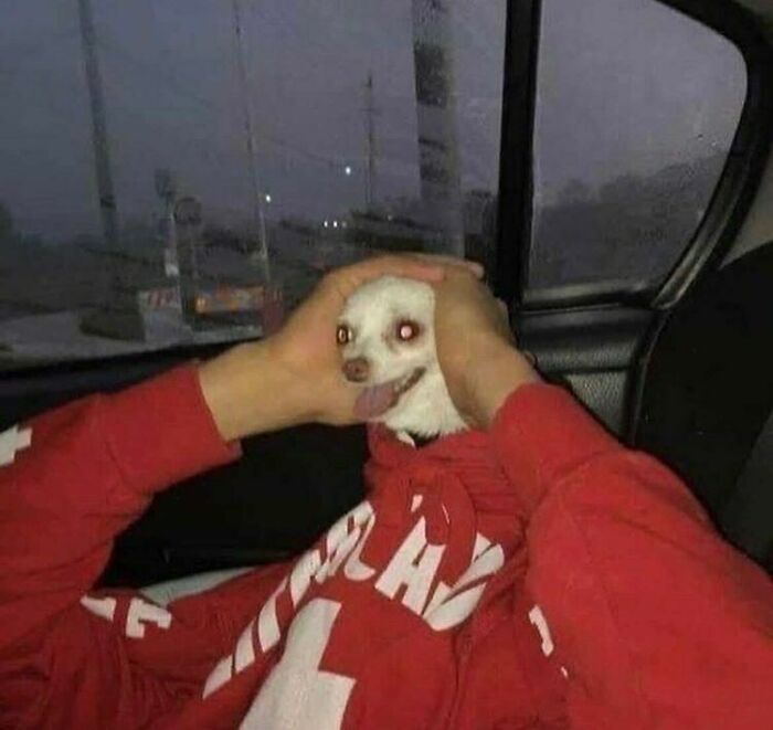 That Feeling
sent By @tc.mok_
#littledog #littledogsofinstagram #feeling #ubercar