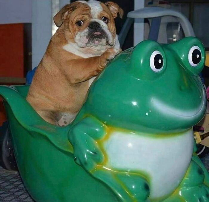 Me Enjoying My Silly Little Life
#funnydogs #cutedog