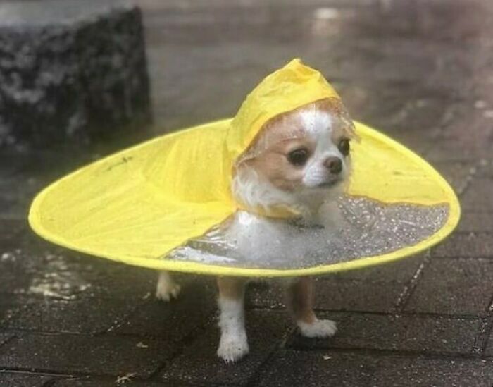 He Protekk
#smol #smoldoggo #smoldog #cutedog