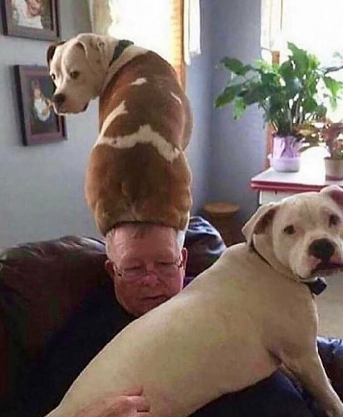 Best Hat Ever Seen
#doghat #doghats #withfeelings