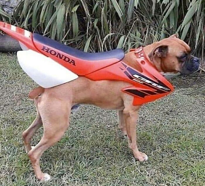 Motorcycles Were Created On 1897
people Un 1896 :
#motorcycle #motorcyclesmeme #meme #dankmemes #dogmeme #doggomeme