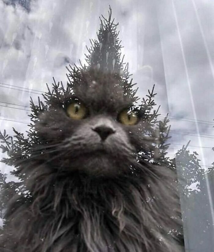 Photoshop Irl
•
•
•
•
#cats #cats_of_instagram #catsgram #catsofinsta #catsofinstagram #catstagram #fluffycat #kitten #bushes #forest #landscapes #mountain #naturallandscape #pineforest #pinetrees #treetrunk #belief #channeling #fear #healing #mind #polarity #powerful #spiritguides #spiritualhealing