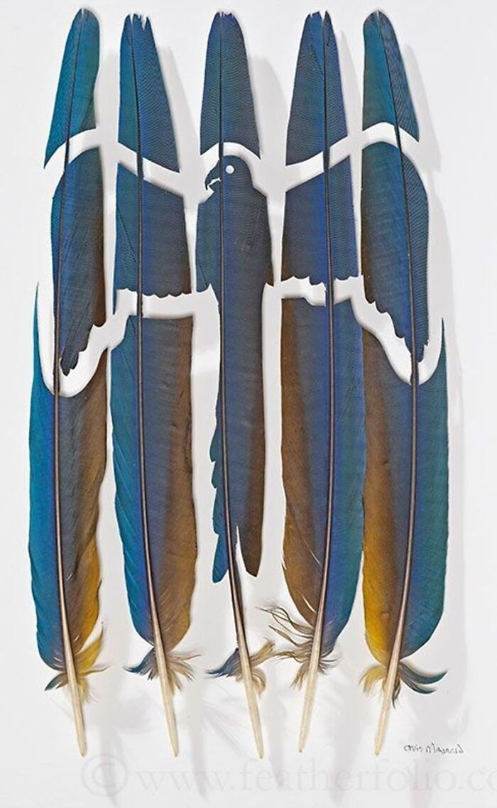 Feathered Fantasies: The Exquisite Avian Artistry Of Chris Maynard (New Pics)