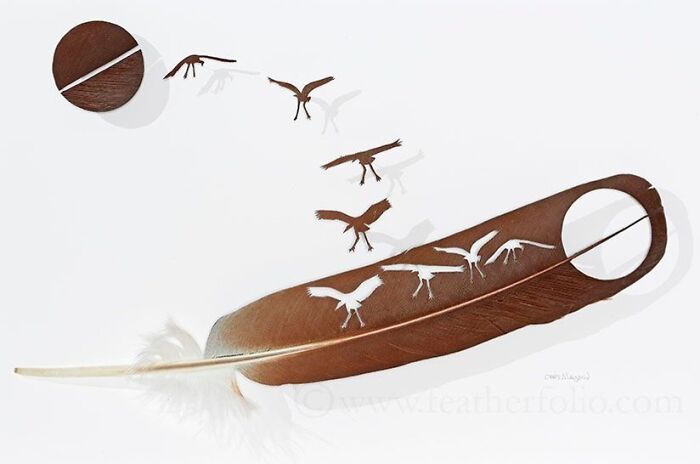 Feathered Fantasies: The Exquisite Avian Artistry Of Chris Maynard (New Pics)