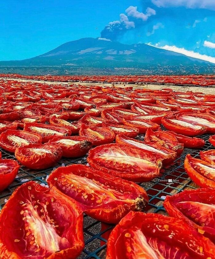 Tomato 🍅
#tomato #field #collage #collageart