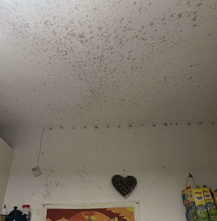 Unlucky Pie. So It Turns Out You Are Supposed To Poke A Hole Into The Tinned Frey Bentos Pie, I Didn’t Know That And It Exploded. P.S. I Am Not Injured