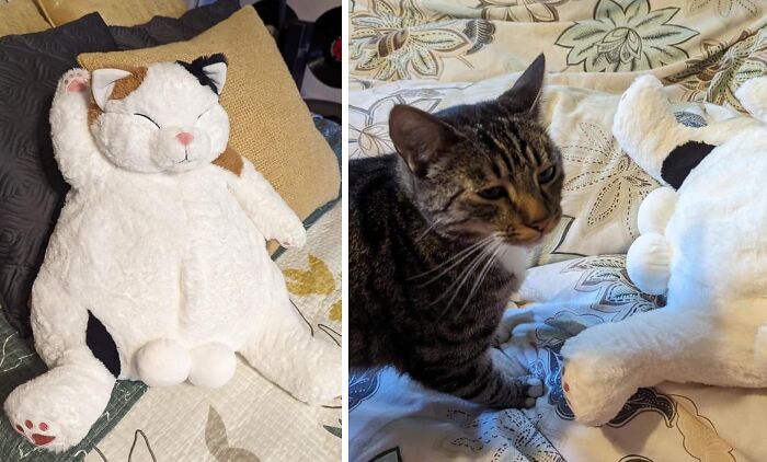 Soft plush cat toy lying on bed beside a curious real tabby cat, showcasing unique Amazon finds that hover between genius and odd.