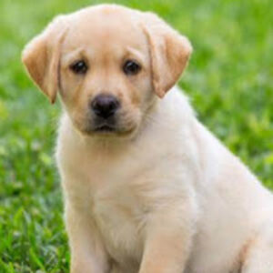 gustavomonteiro_1 avatar