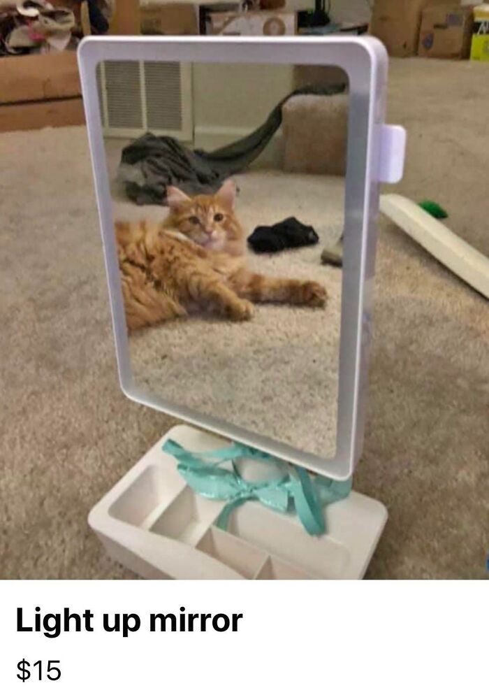 He Needs The $15 To Fuel His Catnip Addiction