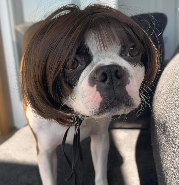 Dog wearing a brown wig indoors, one of the Amazon finds that hover delightfully between genius and why does this exist.