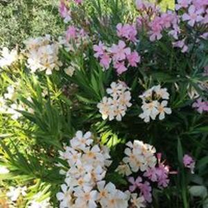 jadranka_doljak avatar