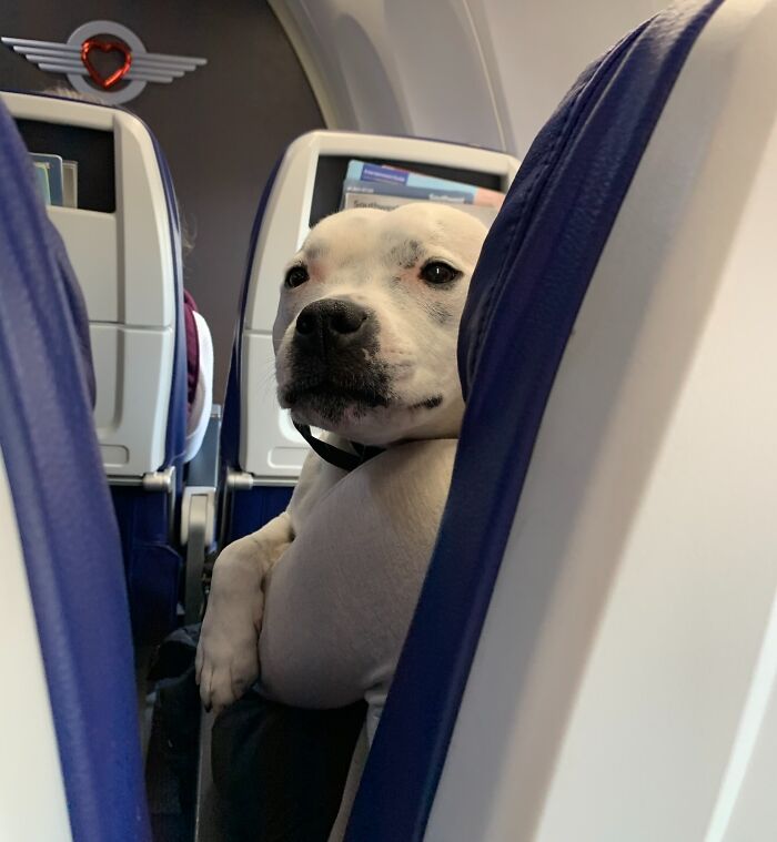 Just Got Home From A Flight With This Cutie In The 2nd Row