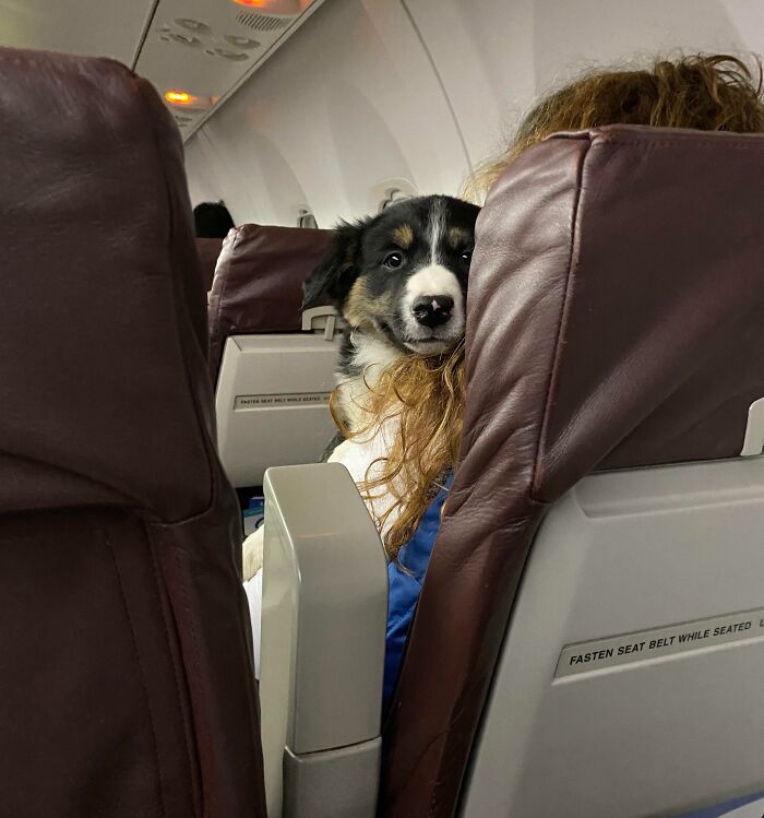 Hello, Airplane Friend