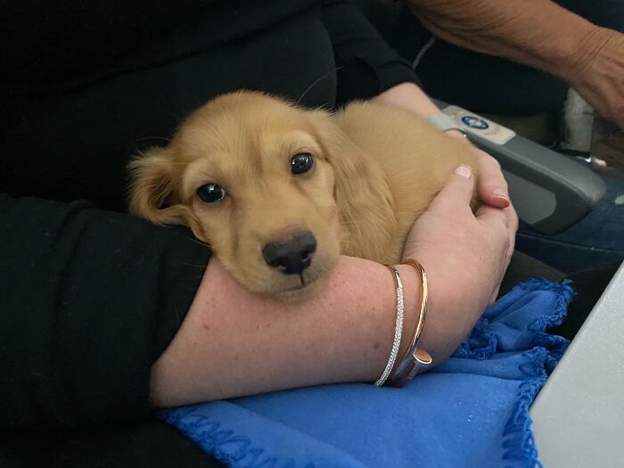 Meet Biscotti. This Was His Very First Flight. Best Customer On The Plane, For Sure