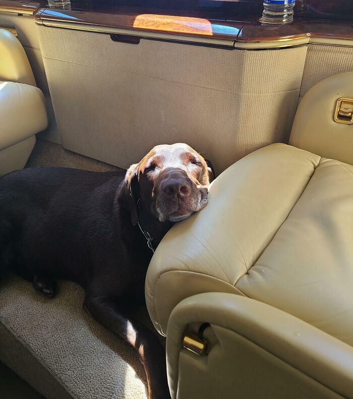 Doggo Not Thrilled About His First Plane Ride