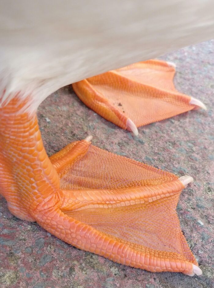 My Duck's Feet