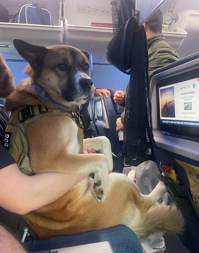 Had An Excellent Seatmate For My Flight Back Home Today. 10/10. (Taken During Boarding)