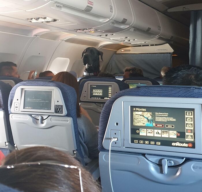 On A Flight Last Week, I Was Staring Off Into Space When This Guy Popped His Head Up To Visit His Neighbors