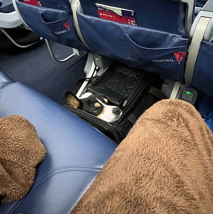 His 4th Flight Of The Year So Far. He Loves It There, A Cozy Corgi