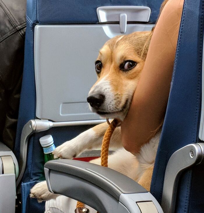 Who Needs In-Flight Movies When You Have An In-Flight Corgi?