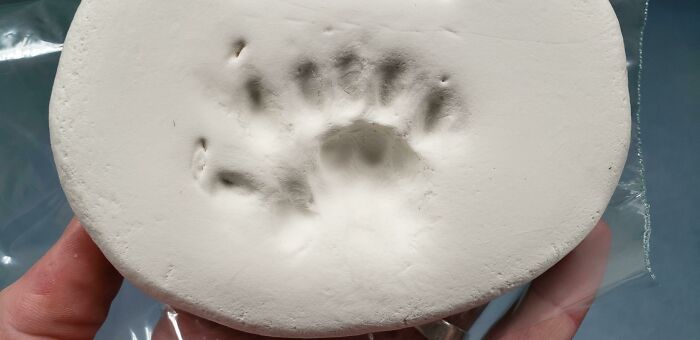Veterinarian's office moment: A hand holds a plaster cast of an animal paw print, capturing a sweet keepsake.