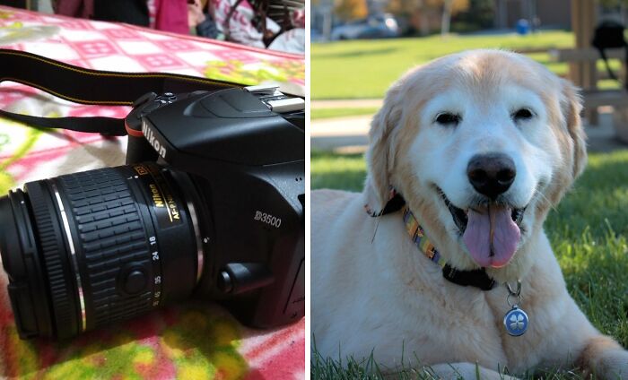 Camera on colorful blanket; happy dog lying on grass. Artistic treasures for exploration.