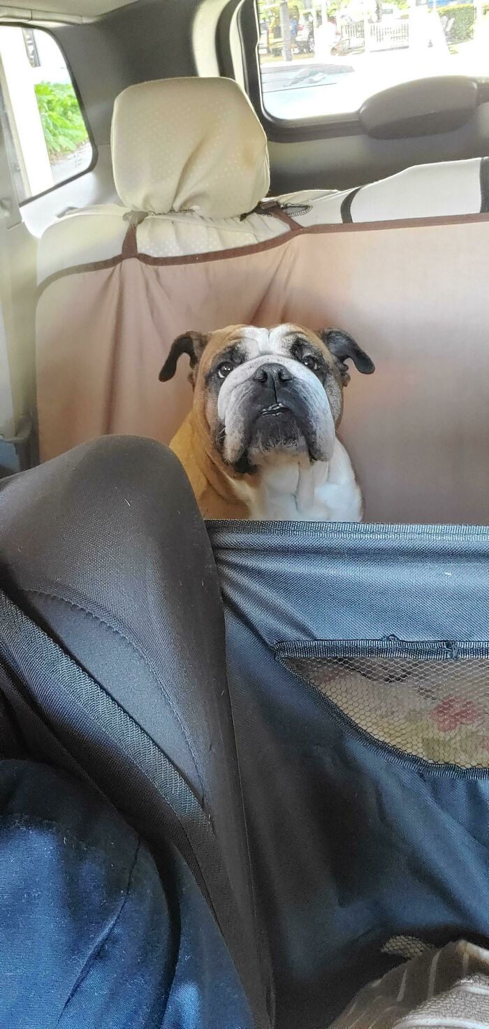 Customer Failed To Mention The Fact That His Dog Was In The Vehicle, Scared The Hell Outta Me