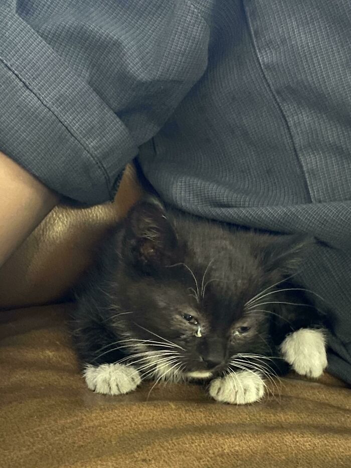 Stayed A Little Longer At The Shop To Save This Little Guy From Someone’s Engine Bay