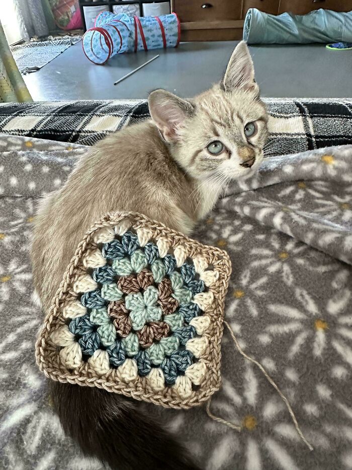 Ever Been Inspired By Your Cats Colors?