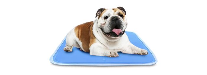 Green Pet Self-Cooling Cushion
