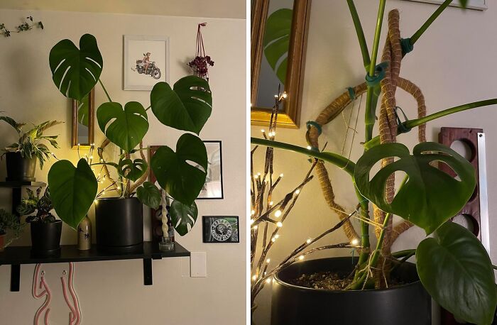 Reach For The Sky: Boost Your Greens With Eco-Friendly Coco Coir Moss Poles