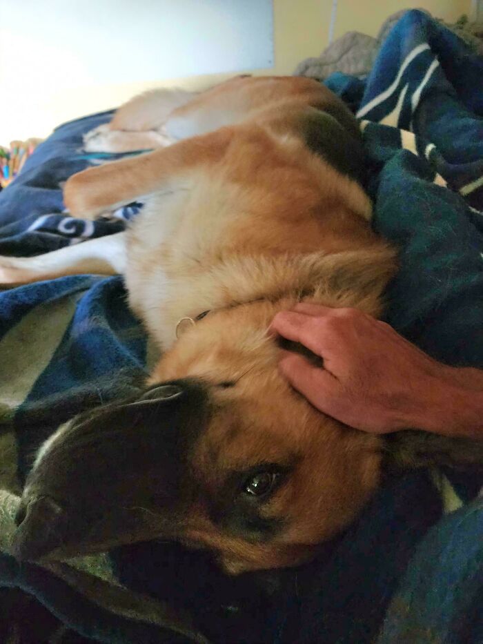 Meet Trigger (Seeking Advice From Experienced Gsd Owners)