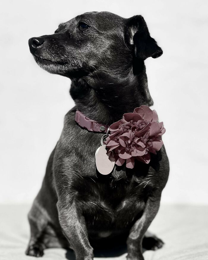 My Rescue Dog Hershey