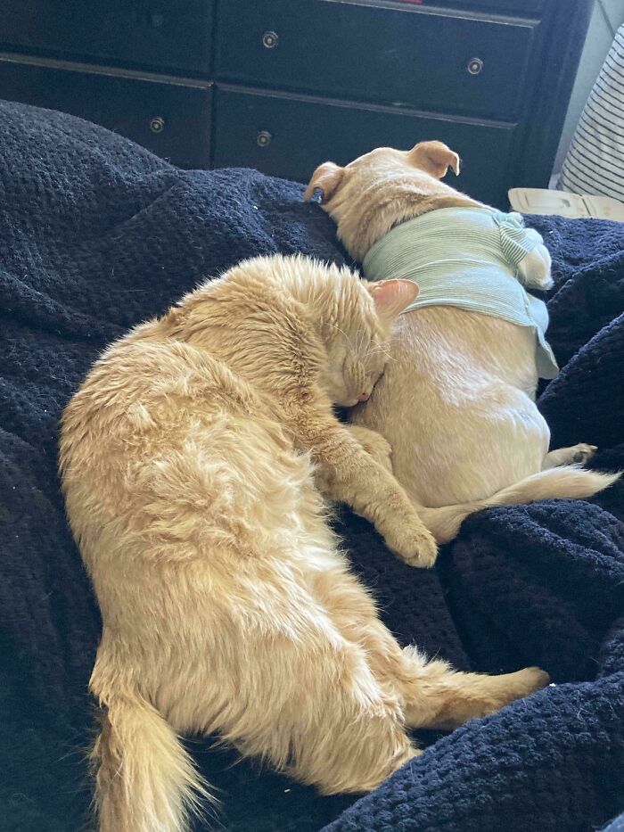 I Guess The Kitten Can Stay💜💜