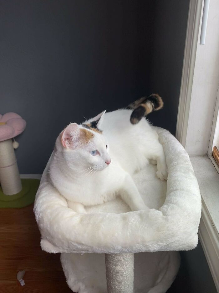 Adopted My First Cat :) Meet Rosie 💓