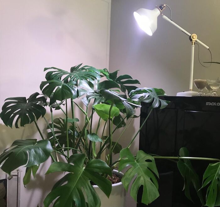 Brighten Your Plants' Life With A Grow Light LED Bulb: Shine & Thrive!