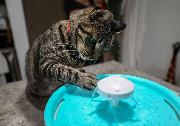 Best Cat Water Fountain In 2024, According To Vet - 1