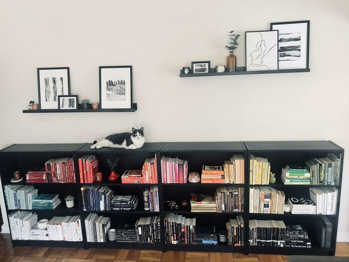 Spent All Day Rearranging My Books