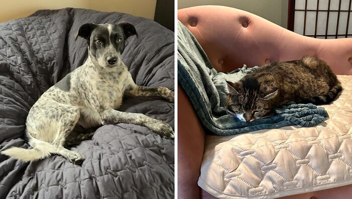 Protect Your Pup's Bed With A Waterproof Dog Bed Cover: Durable Shield For Comfort And Cleanliness