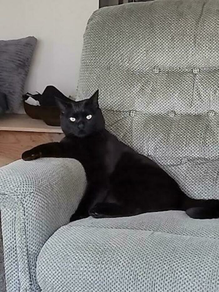 Saw A Post About How Hard It Is For Blacks Cats To Get Adopted. We Are One Week In And I Couldn't Be Happier. Hope Judge Feels The Same