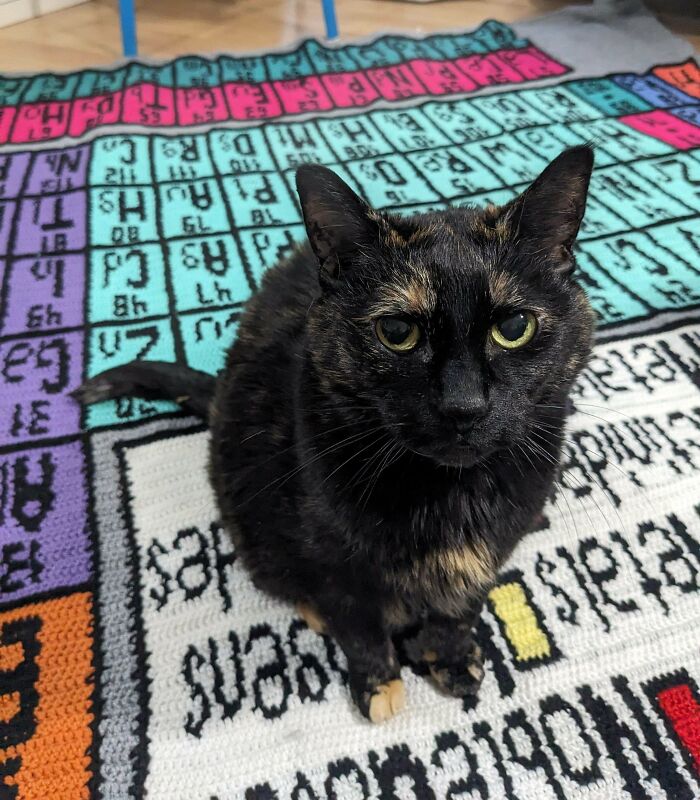 Finally Finished My Periodic Table Blanket! Fat Cat For Scale