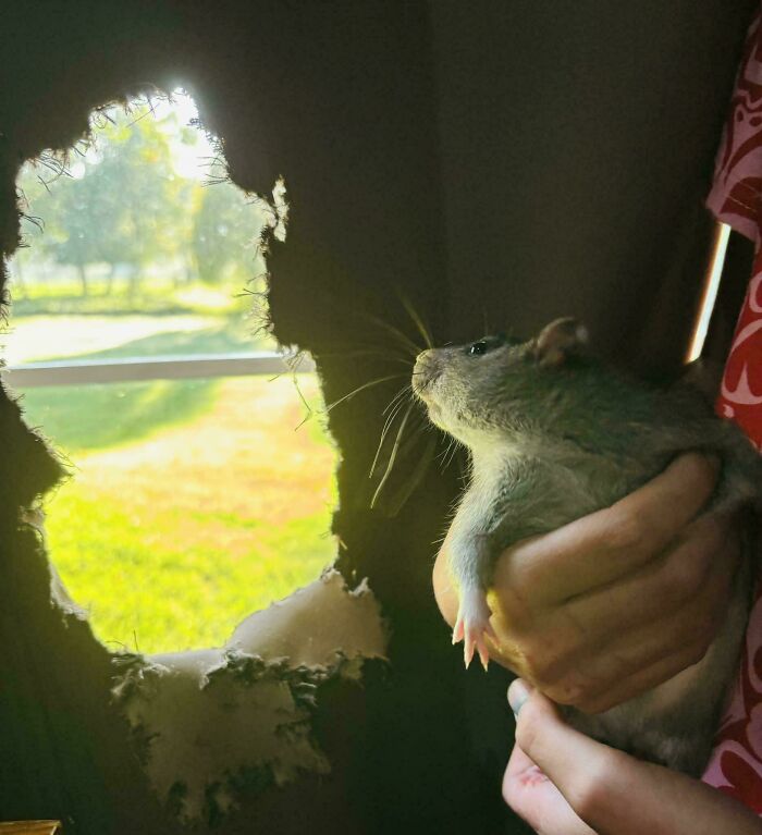 The Lighting, The Longing, The Depiction Of Criminal And Her Crime (Please Keep In Mind This Is Someone's Pet And Don't Be Rude About Her Species)