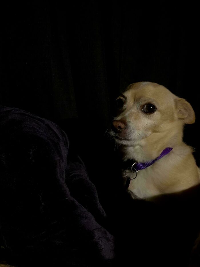 Does This Pic Of My Doggy On My Bed Qualify As Accidental Renaissance?