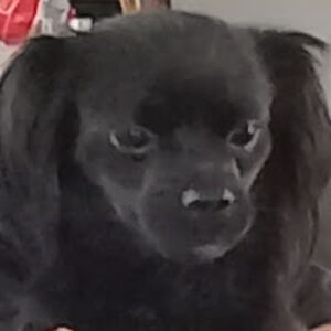 kaicolliseeee avatar