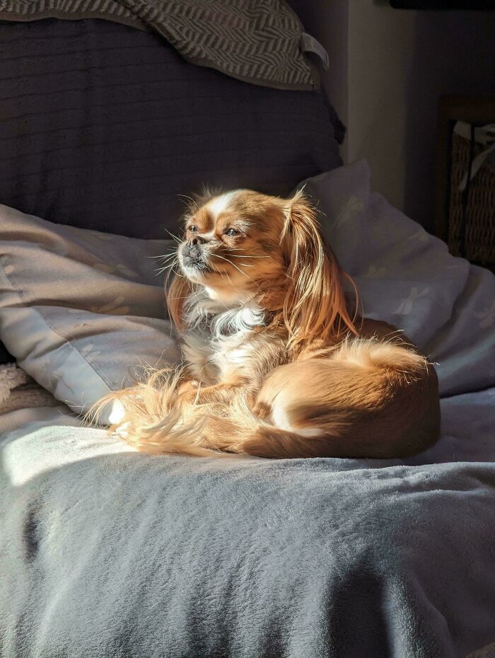 Solar Charging Pup In Rest