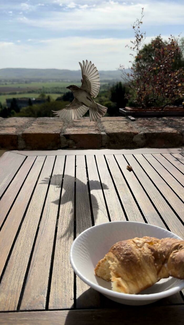 A Bird Obstructing My View