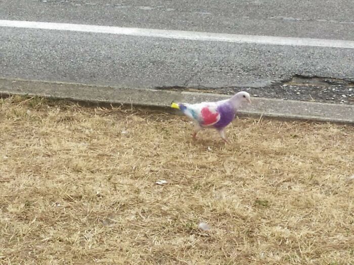 The Pigeon I Found On My Morning Walk Today