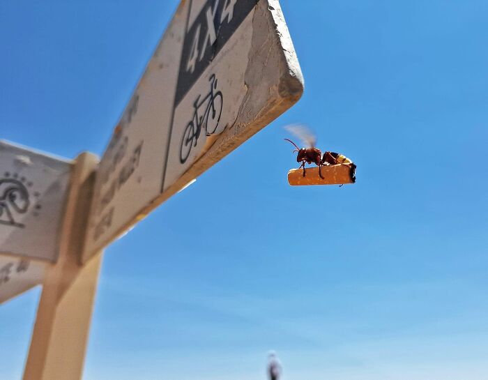 A Guy Captured A Hornet Flying With Cigarette Butt