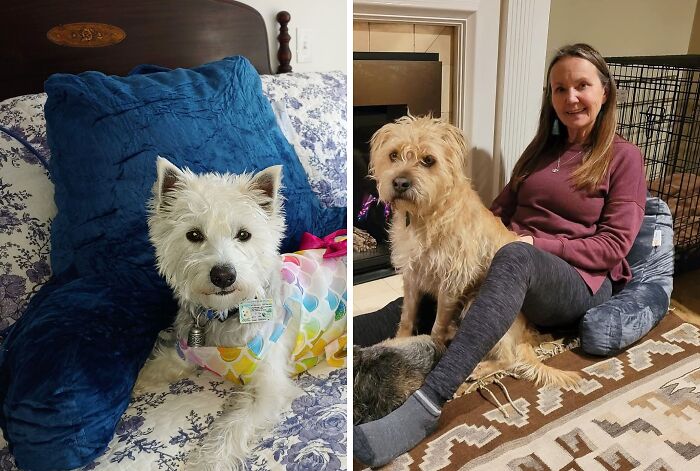 Snuggle Up In Style With The Comfortspa Reading Pillow - Perfect For A Cozy Read Or Relaxing!