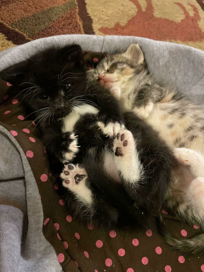 Two kittens cuddling in a bed, showcasing their adorable faces and sharp claws.